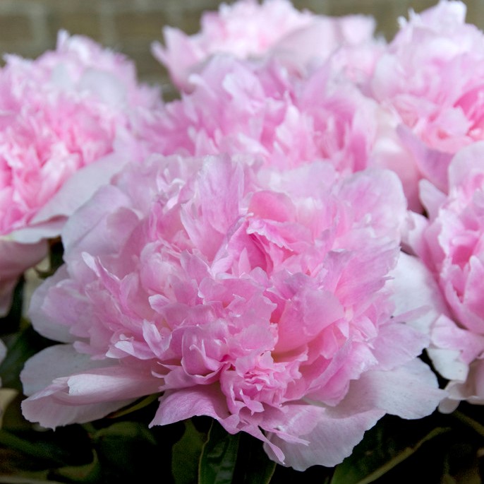 Luktpion - Paeonia lactiflora Angel Cheeks (Krukstorlek: 3L)