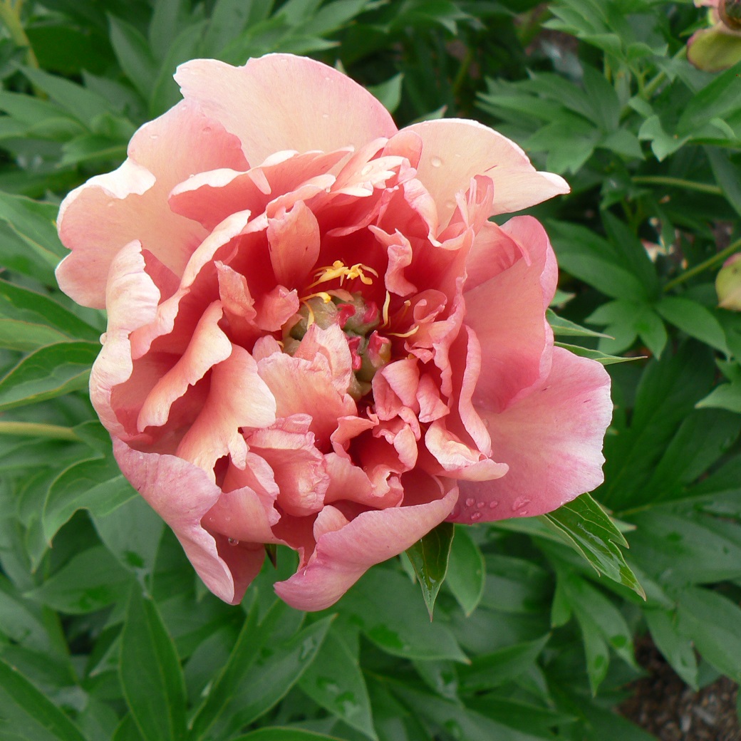 Luktpion - Paeonia lactiflora Berry Garcia (Krukstorlek: 3L)