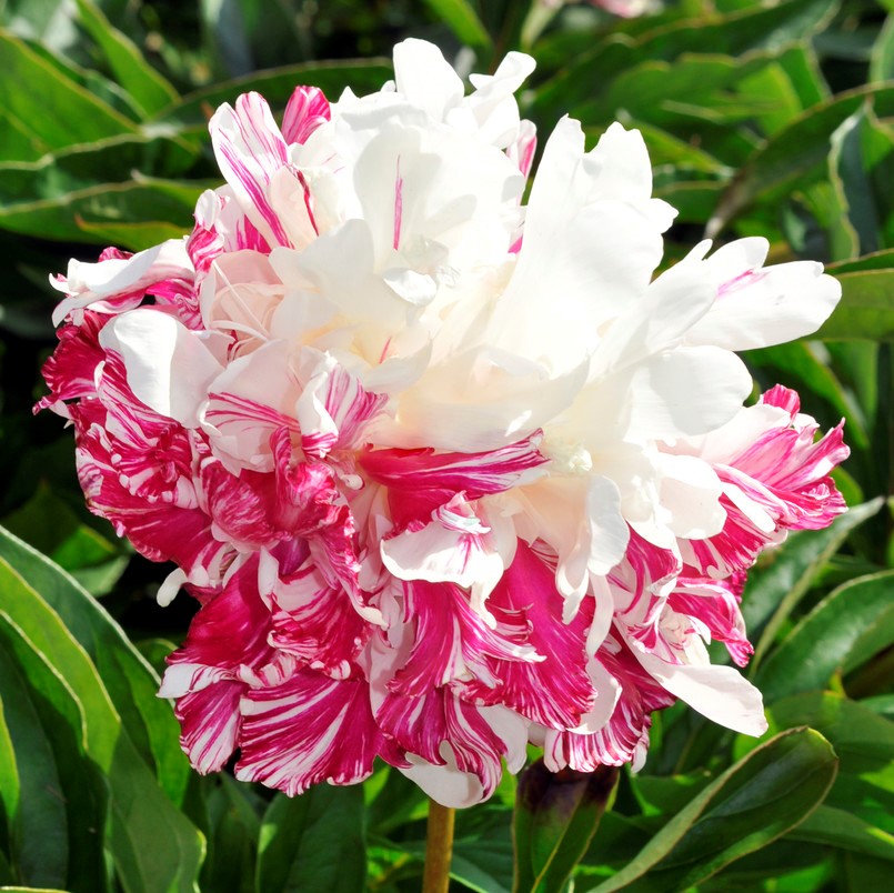 Luktpion, (höstleverans) - Paeonia lactiflora Candy Stripe