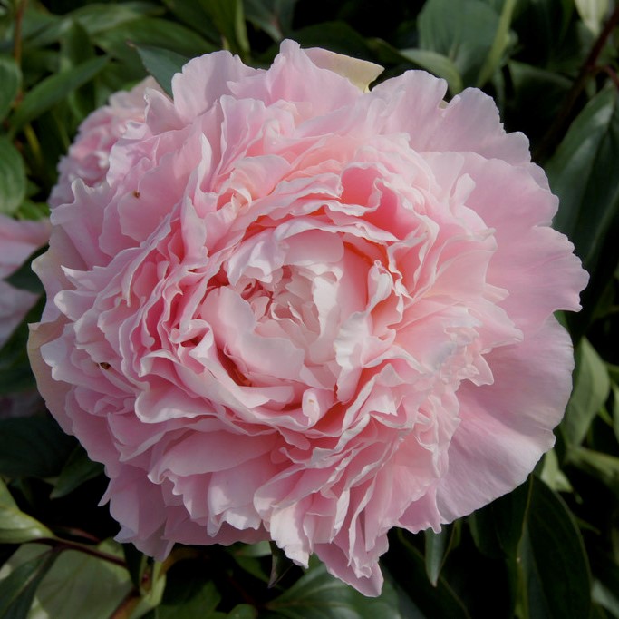 Luktpion - Paeonia lactiflora Chiffon Parfait (Krukstorlek: C3)