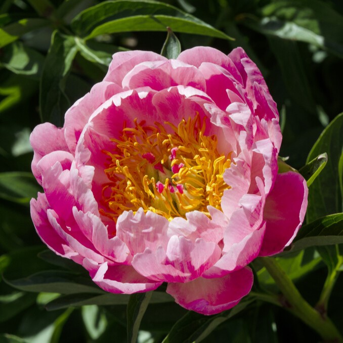 Luktpion - Paeonia lactiflora Coral Supreme