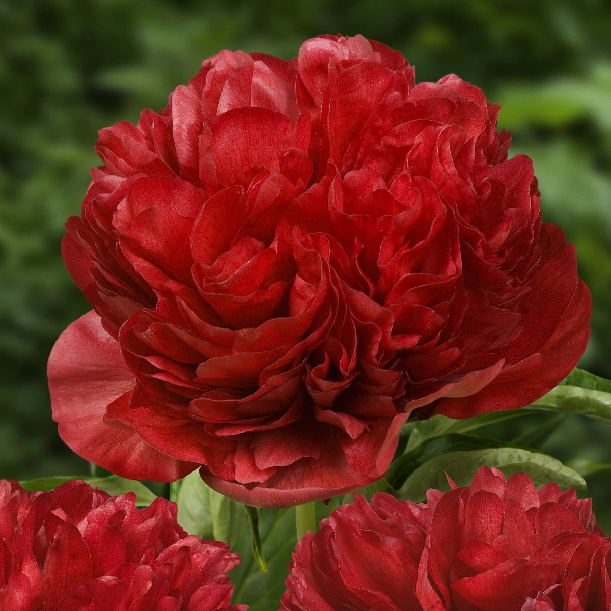 Luktpion, (höstleverans) - Paeonia lactiflora Eliza Lundy