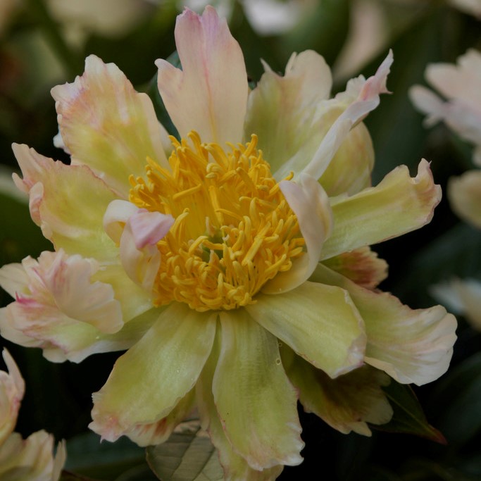 Luktpion, (höstleverans) - Paeonia lactiflora Green Lotus