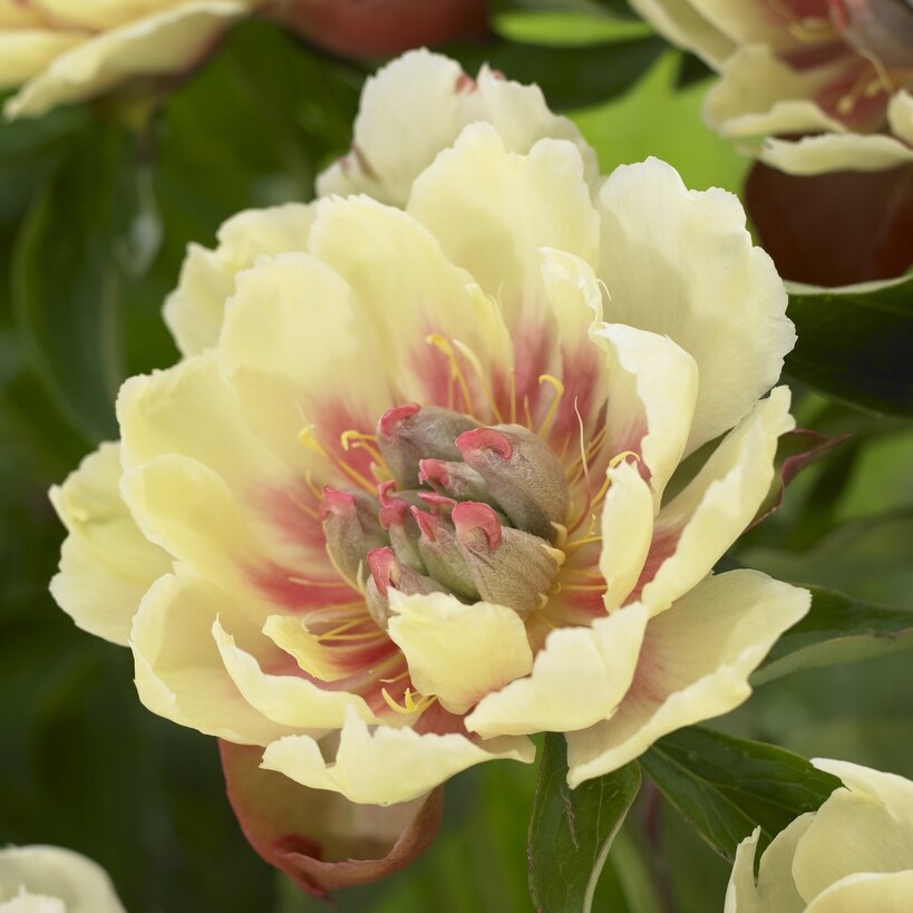 Itoh Pion, (höstleverans) - Paeonia itoh hybr. Border Charm