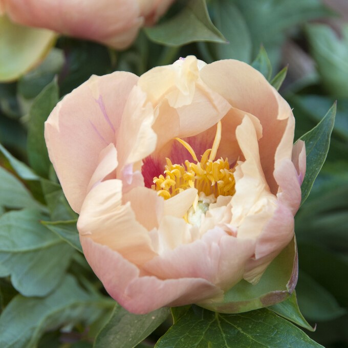Itoh Pion, (höstleverans) - Paeonia itoh hybr. Prairie Charm