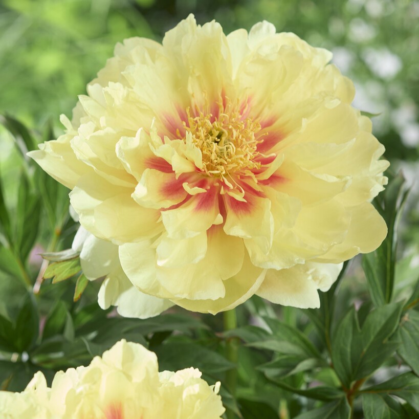Itoh Pion, (höstleverans) - Paeonia itoh hybr. Viking Full Moon