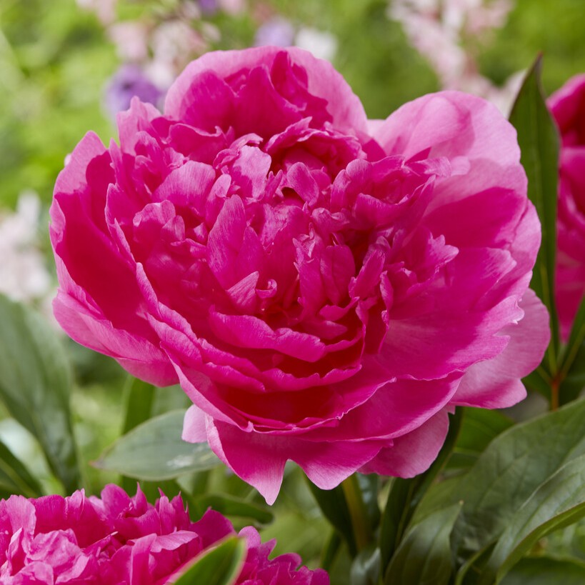 Luktpion, (höstleverans) - Paeonia lactiflora Glory Hallelujah