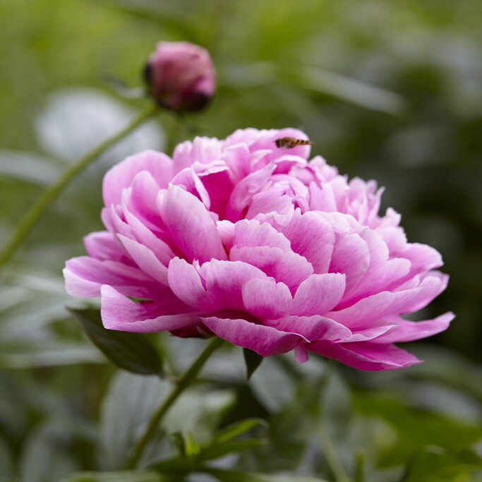 Luktpion, (höstleverans) - Paeonia lactiflora Jadwiga