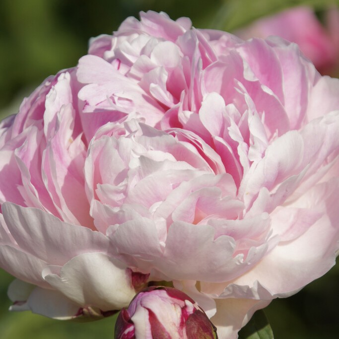 Luktpion, (höstleverans) - Paeonia lactiflora Madame Jules Dessert