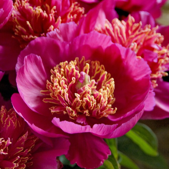 Luktpion, (höstleverans) - Paeonia lactiflora Neon