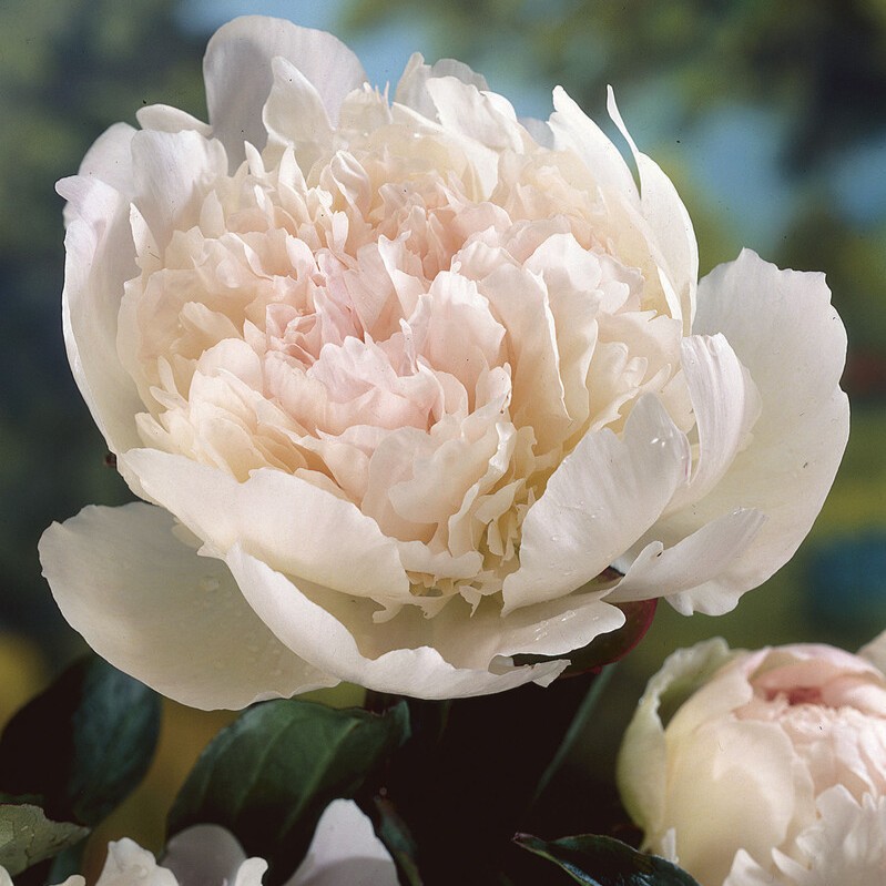 Luktpion, (höstleverans) - Paeonia lactiflora Noemie Demay (Pecher)