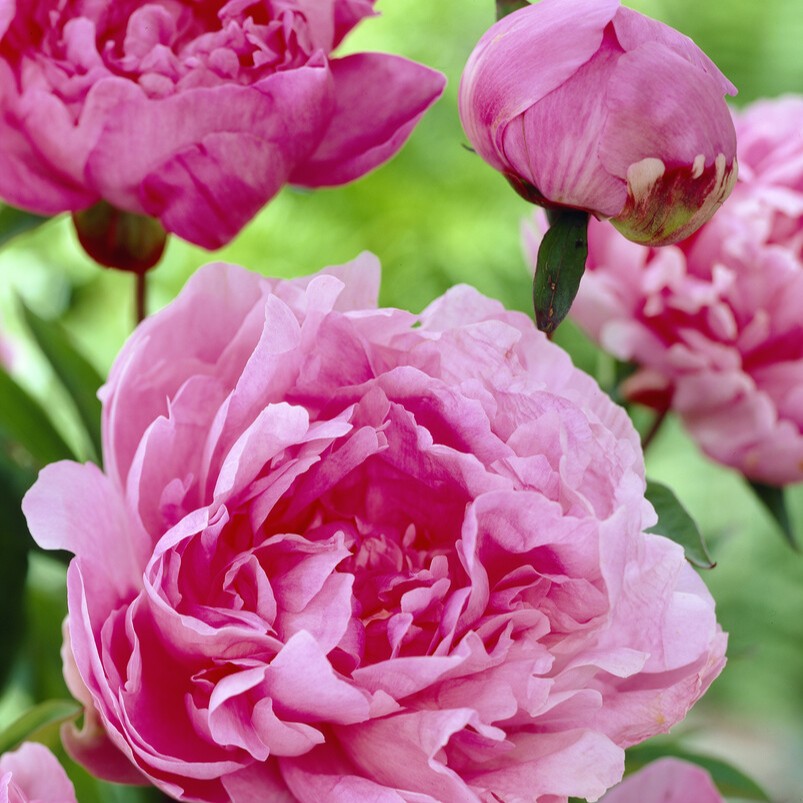 Luktpion, (höstleverans) - Paeonia lactiflora Pink Parfait