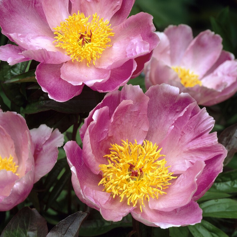 Luktpion, (höstleverans) - Paeonia lactiflora Sea Shell