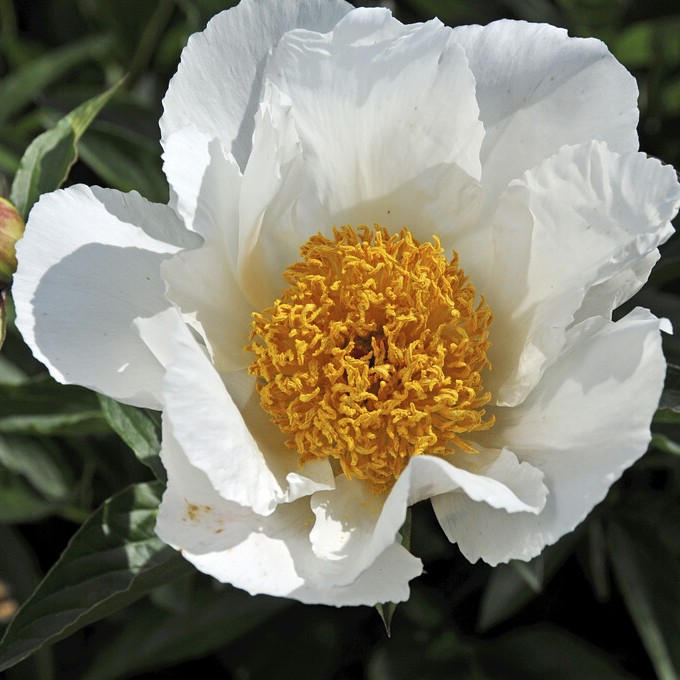Luktpion, (höstleverans) - Paeonia lactiflora White Wings