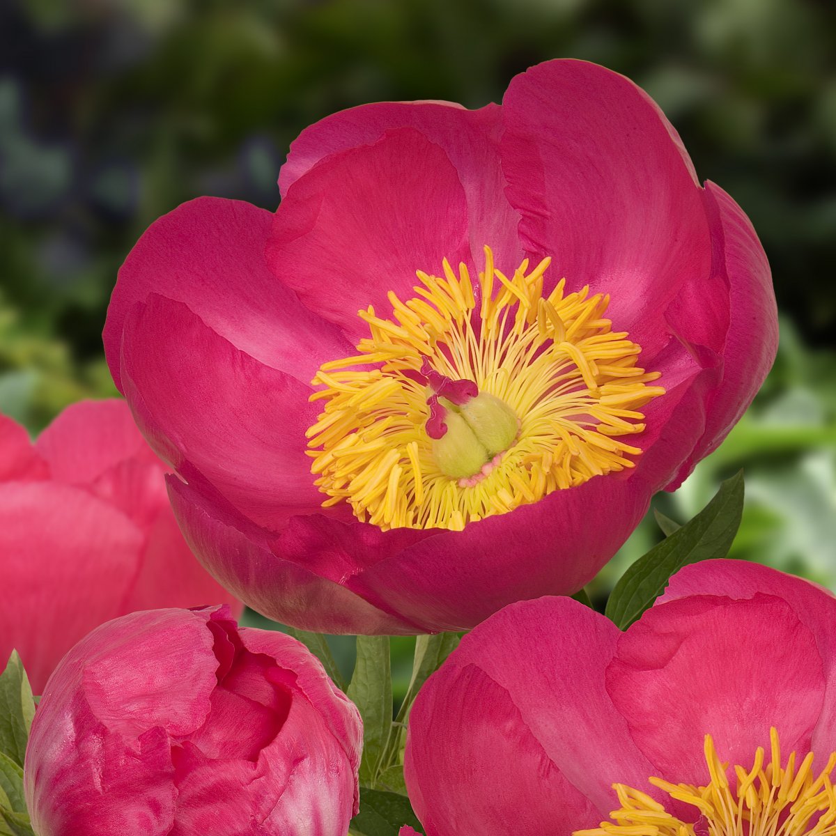 Luktpion, (höstleverans) - Paeonia lactiflora Merry Mayshine