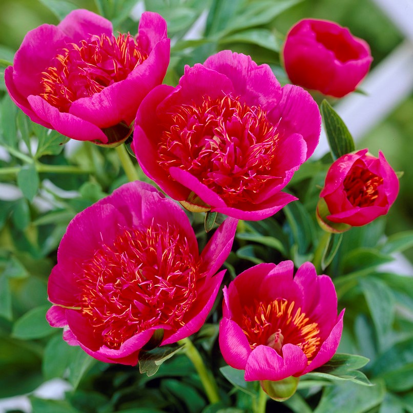 Bergpion, (höstleverans) - Paeonia officinalis Anemoniflora