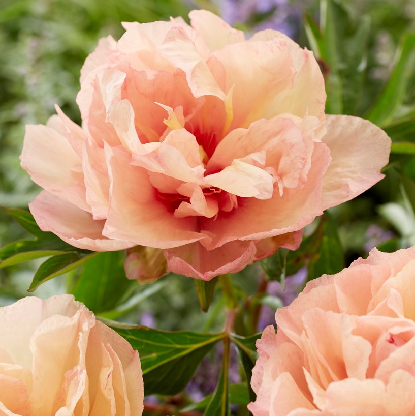 Itoh Pion, (höstleverans) - Paeonia itoh hybr. Royal Blush