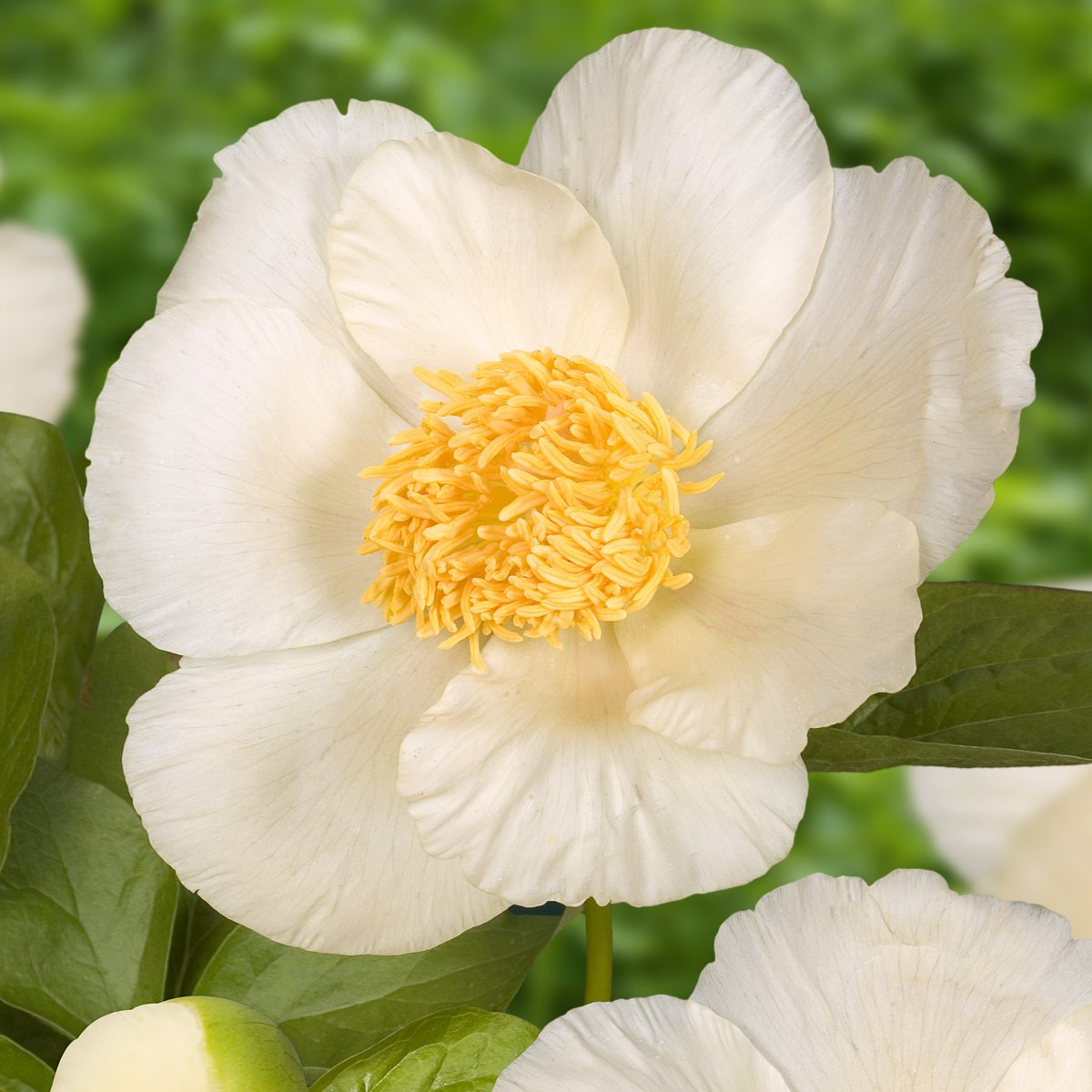 Luktpion - Paeonia lactiflora Roy Pherson's best yellow