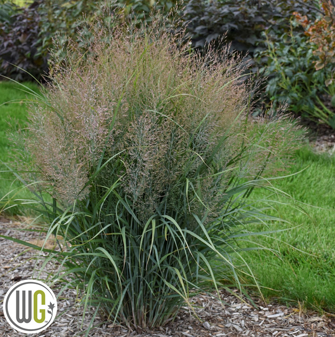 Jungfruhirs - Panicum virgatum Gunsmoke ® (Krukstorlek: 5L)