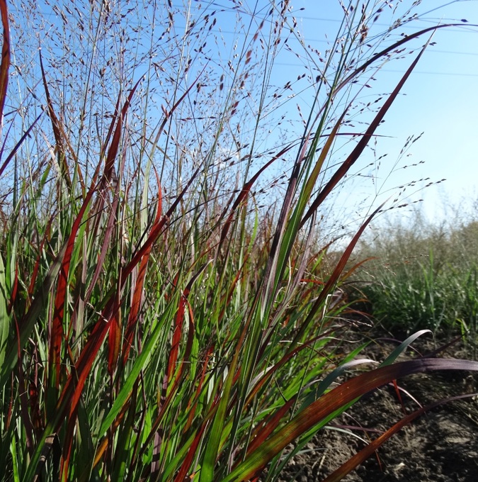Jungfruhirs - Panicum virgatum Sangria (Krukstorlek: 3L)