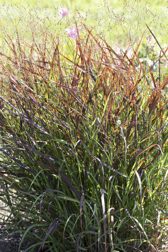 Jungfruhirs - Panicum virgatum Cheyenne Sky ® (Krukstorlek: 0,5-1L)