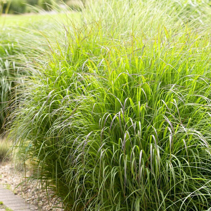 Jungfruhirs - Panicum virgatum Shenandoah (Krukstorlek: 0,5-1L)