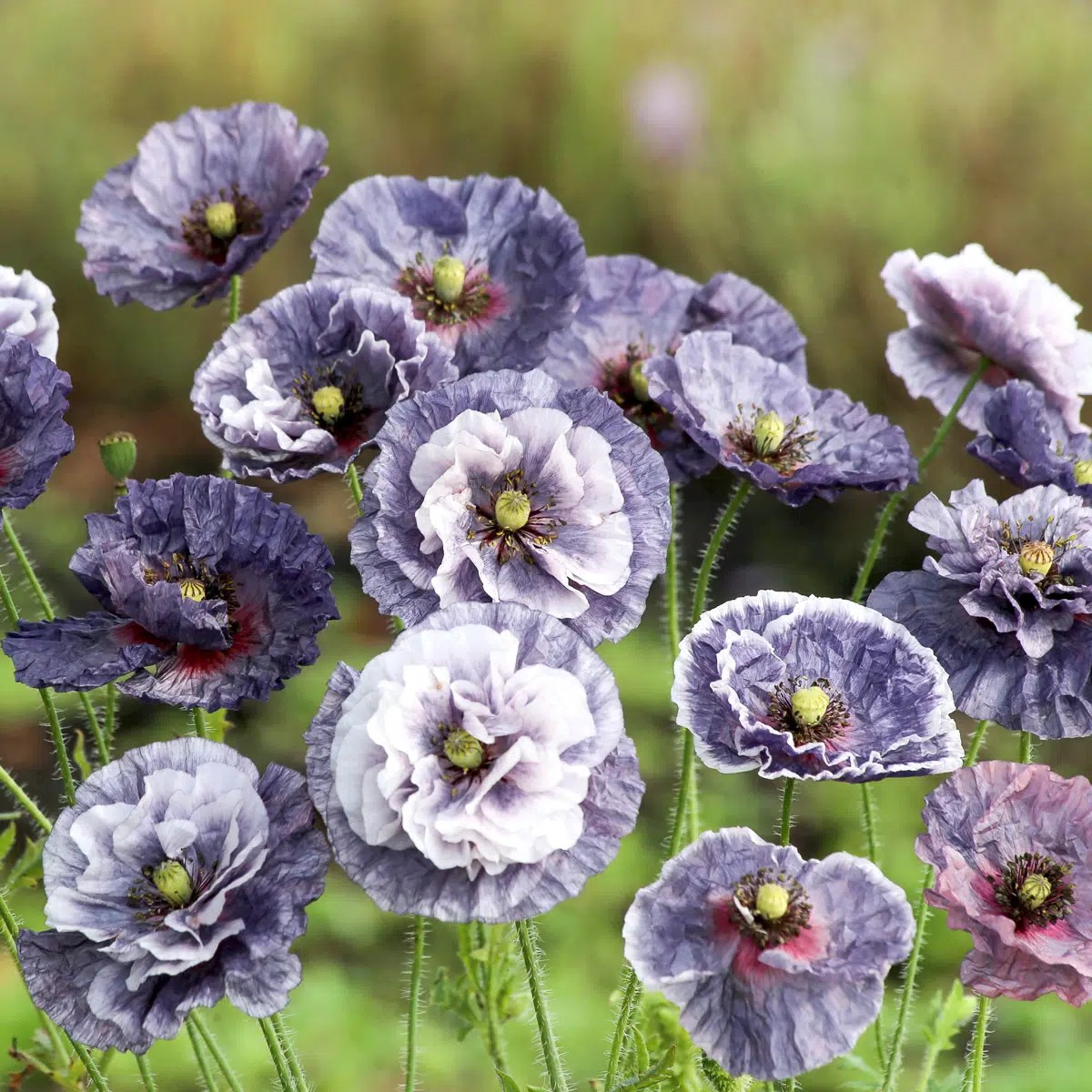 Vallmo, Korn-, Amazing Grey - Papaver rhoeas Amazing Grey Poppy