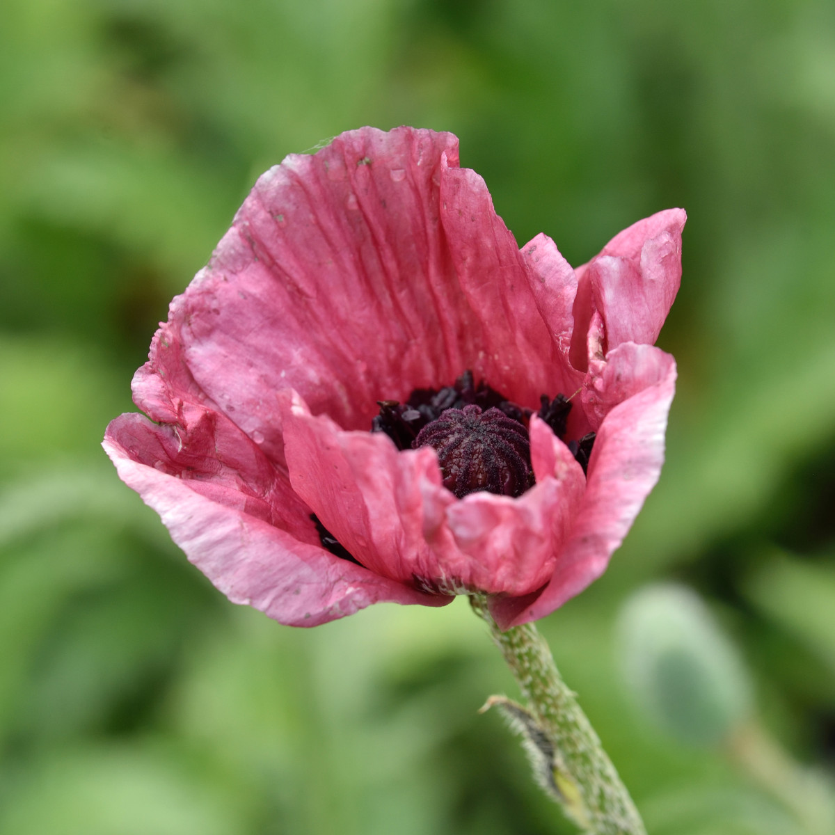 Jättevallmo - Papaver orientale Royal Chocolate Distinction (Krukstorlek: 0,5-1L)