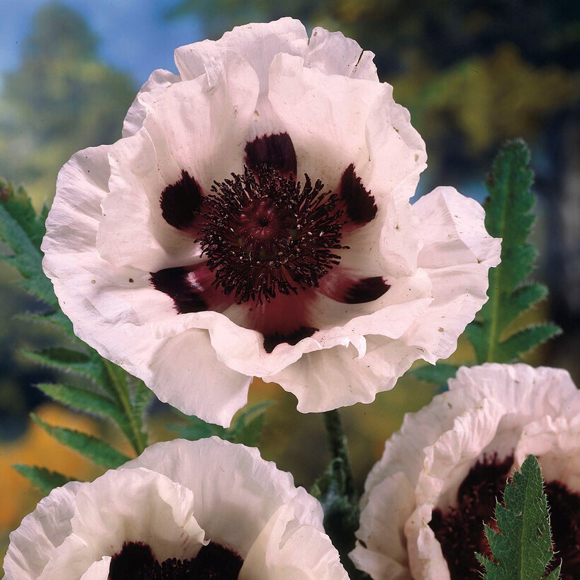 J&auml;ttevallmo - Papaver orientale Perry&acute;s White (Krukstorlek: P9cm)