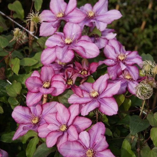 Klematis Storblommig - Clematis patens Paradiso &reg; (Storlek: C2)