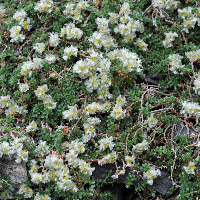 Prasselört - Paronychia kapela ssp. serpyllifolia (Krukstorlek: 0,5-1L)