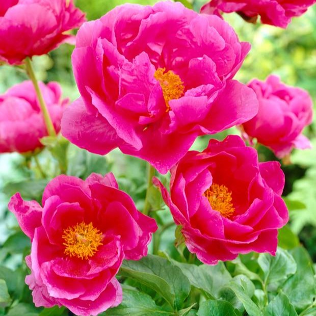 Luktpion, (höstleverans) - Paeonia lactiflora Paula Fay