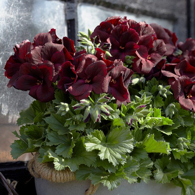 Engelsk Pelargon, kruka - Pelargonium grandiflorum Elegance Schoko &reg;