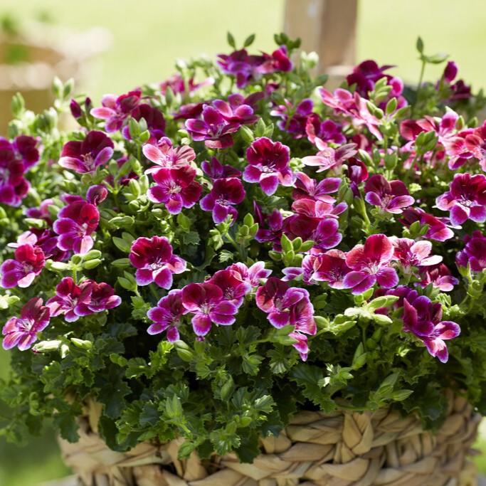 &Auml;nglapelargon, kruka - Pelargonium grandiflorum Angel Jet &reg;