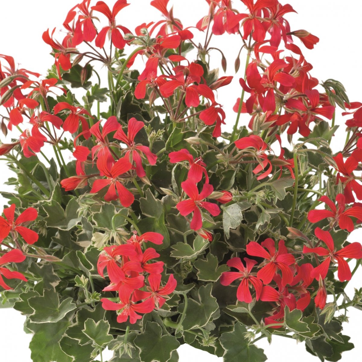 H&auml;ngpelargon, Stickling 3-pack - Pelargonium peltatum Evka Rood &reg;