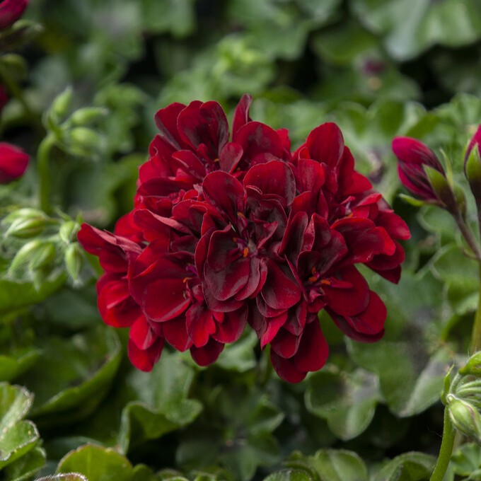 Pelargonium peltatum Moonflair Burgundy impr. &reg;, H&auml;ngpelargon, Stickling 3-pack - Pelargonium peltatum Moonflair Burgundy impr. &reg;