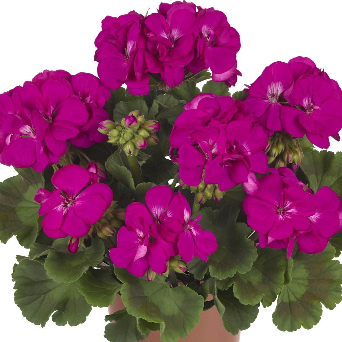 Pelargon, kruka - Pelargonium zonale Easy Lilac