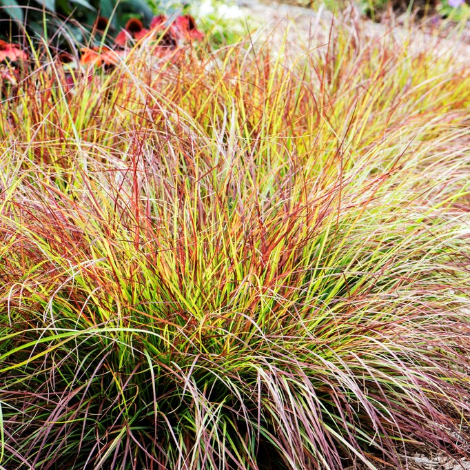 Lampborstgräs - Cenchrus alopecuroides Burgundy Bunny (Pennisetum) (Krukstorlek: 0,5-1L)
