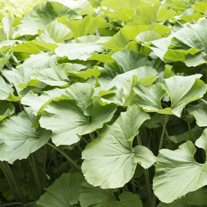 Jätteskråp - Petasites japonicus var. giganteus (Krukstorlek: 0,5-1L)