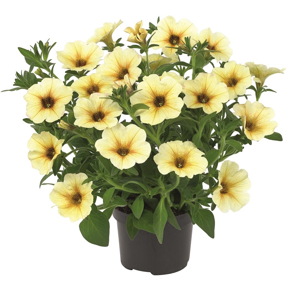 Petunia, Stickling 3-pack - Petunia x petchoa BeauitiCal &trade; French Vanilla