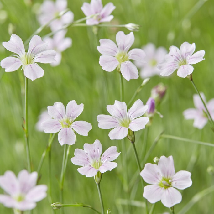 Klippnejlika - Petrorhagia saxifraga (Krukstorlek: 0,5-1L)