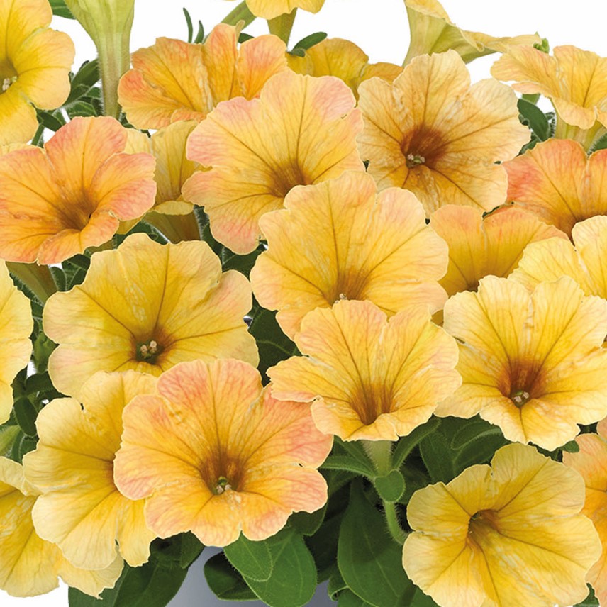 Petunia, Stickling 3-pack - Petunia x hybrida Cascadias &trade; Indian Summer