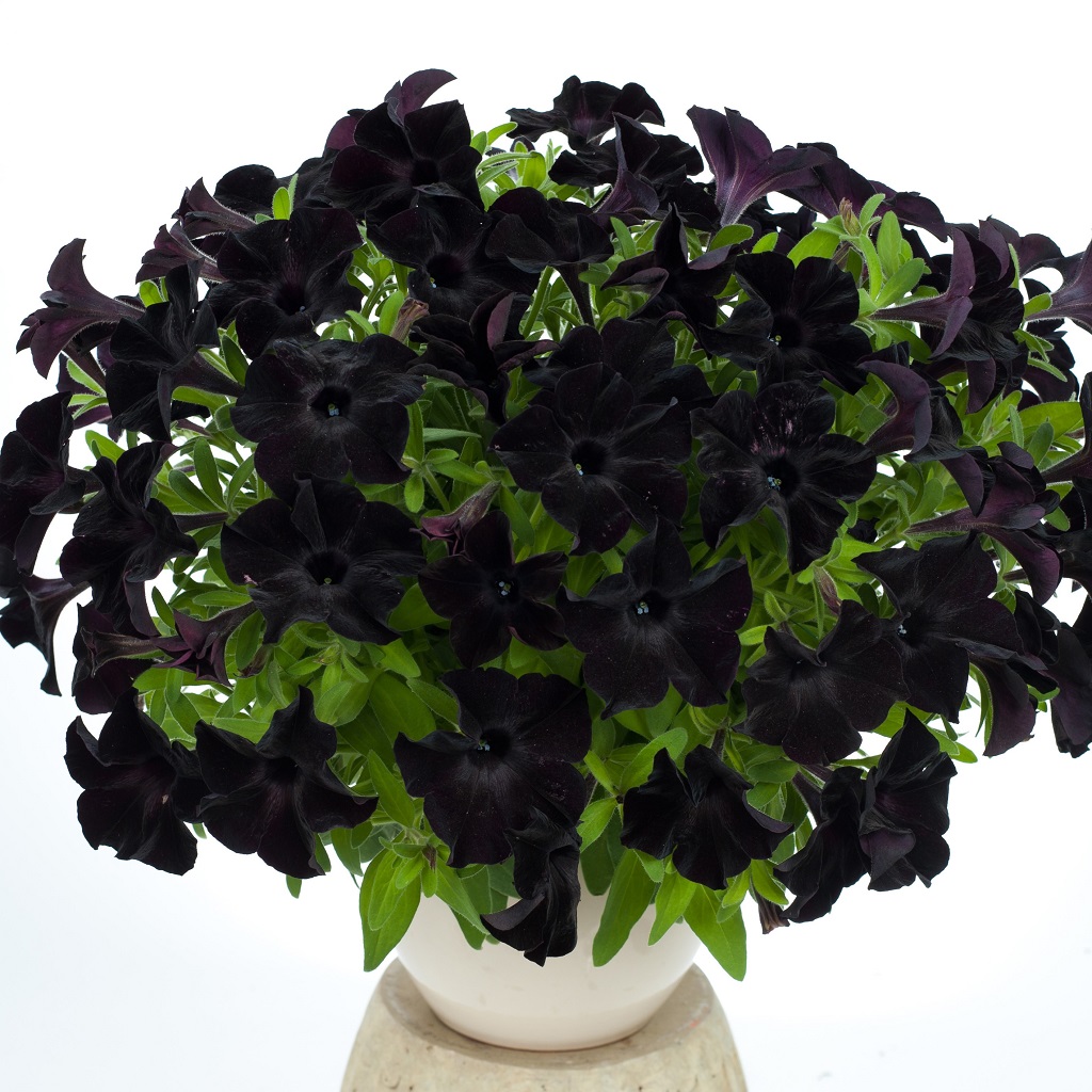 Petunia, Stickling 3-pack - Petunia x hybrida GO!Tunia &reg; Black