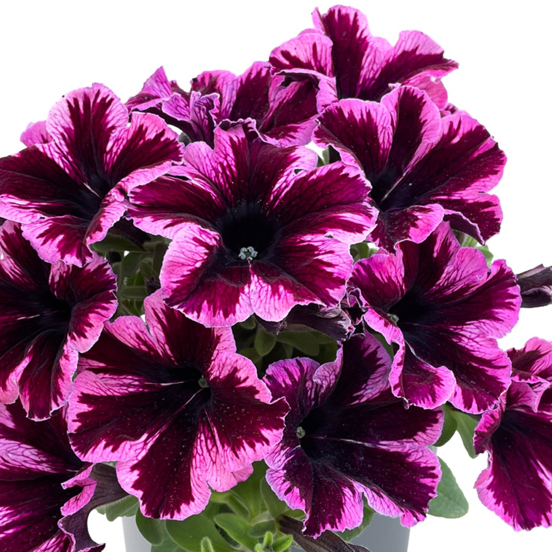 Petunia, Stickling 3-pack - Petunia x hybrida GO!Tunia &reg; Cosmic Pink