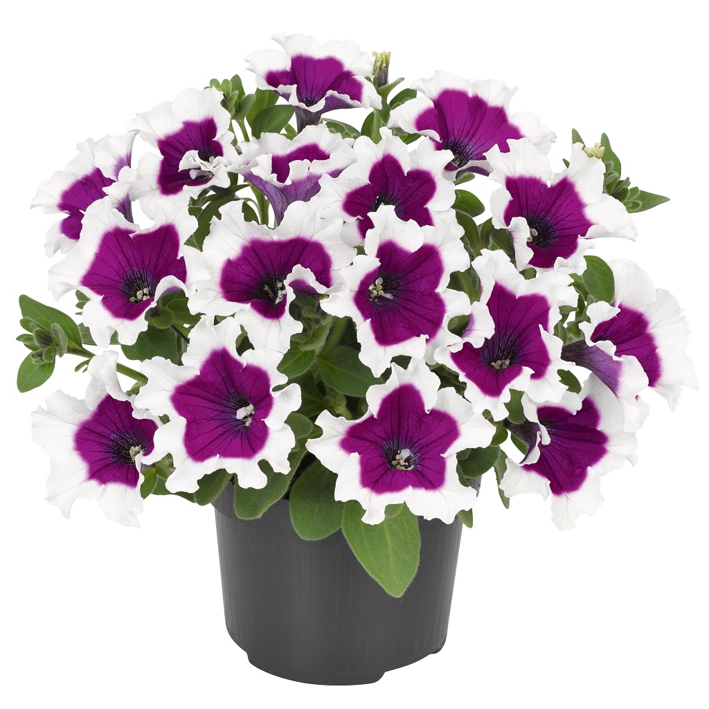 Petunia, Stickling 3-pack - Petunia x hybrida Picotee Purple