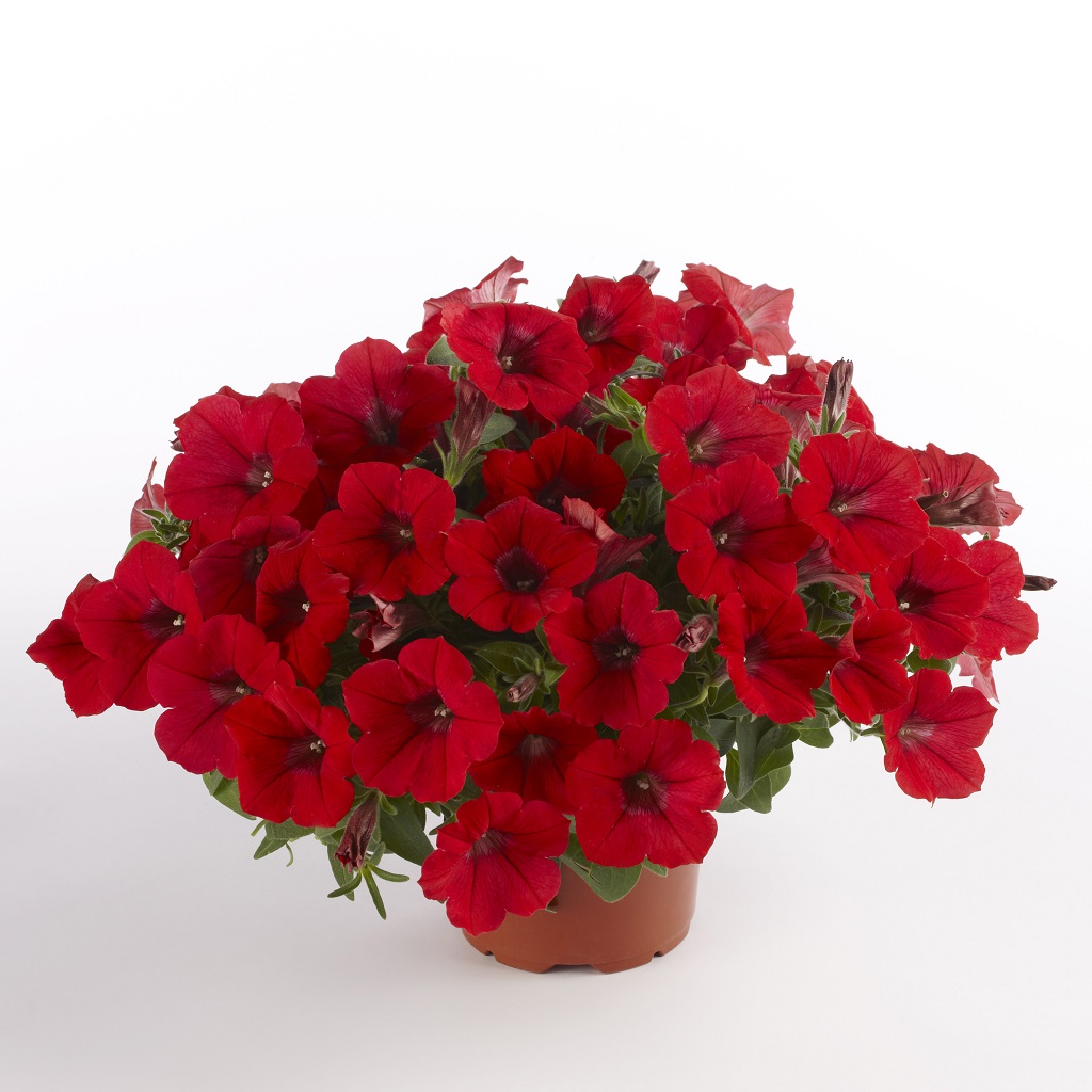 Petunia, Stickling 3-pack - Petunia x hybrida Surfinia &reg; Deep Red