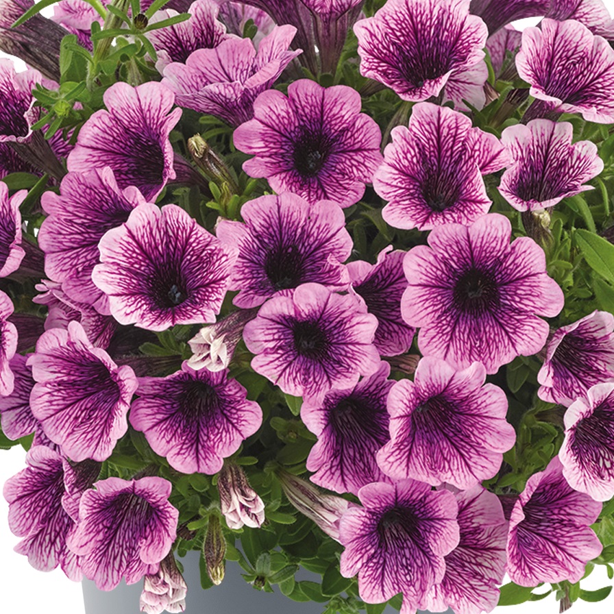 Petunia, Stickling 3-pack - Petunia x hybrida Vivini &trade; Purple Vein