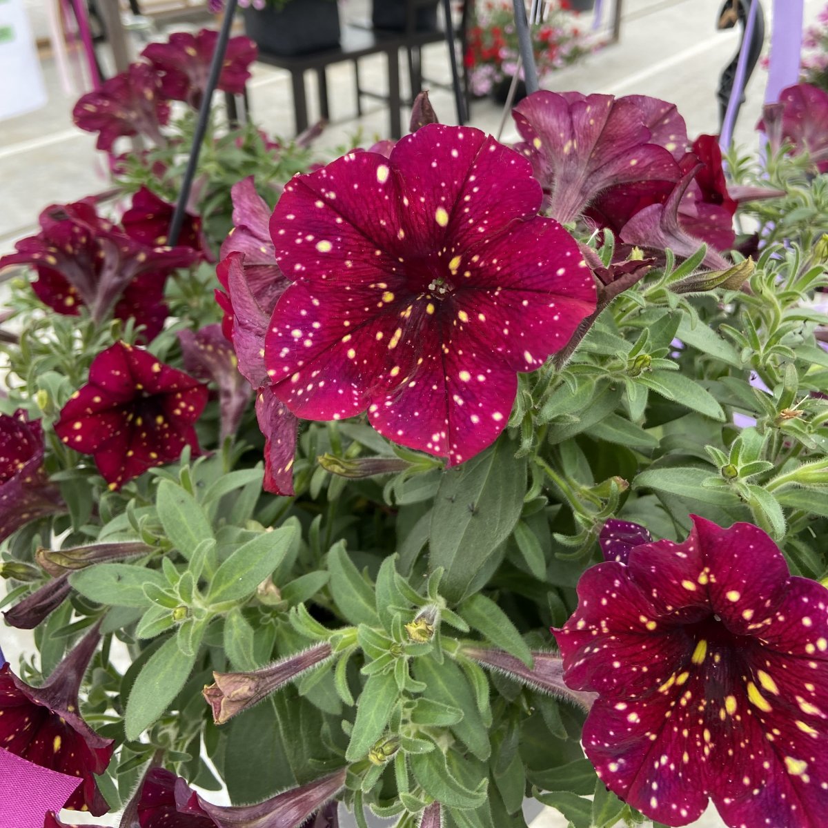 Petunia, Stickling 3-pack - Petunia x hybrida AlpeTunia &reg; Burgundy Sky