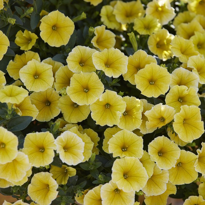 Petunia, Stickling 3-pack - Petunia x hybrida Bee's Knees