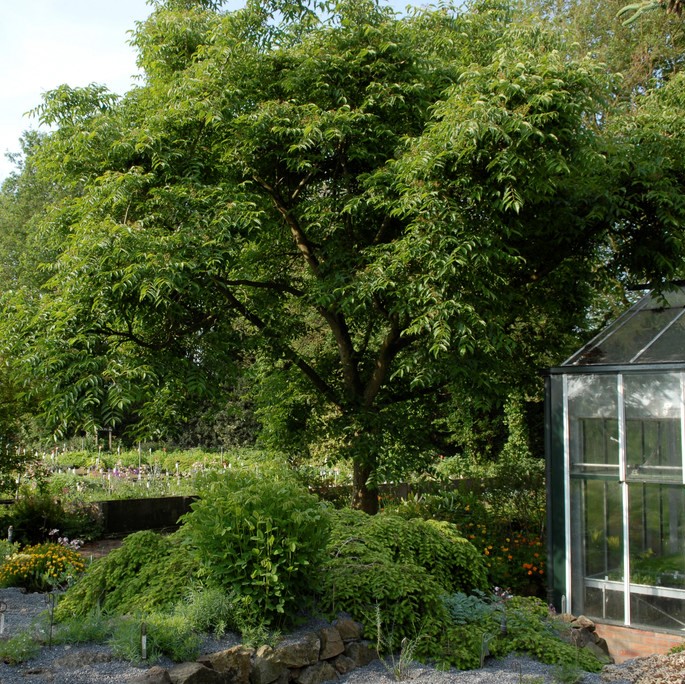 Sibiriskt Korkträd - Phellodendron amurense (Storlek: utr 200-250 C10)